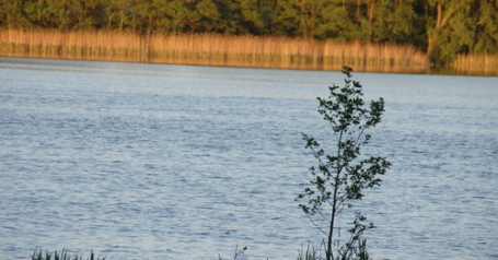 Jezioro Bnińskie  - zbliżenie