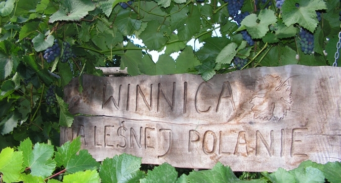 Enoturystyka - Winnica na Leśnej Polanie - galeria