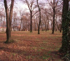 Park Leśny w Głogowie
